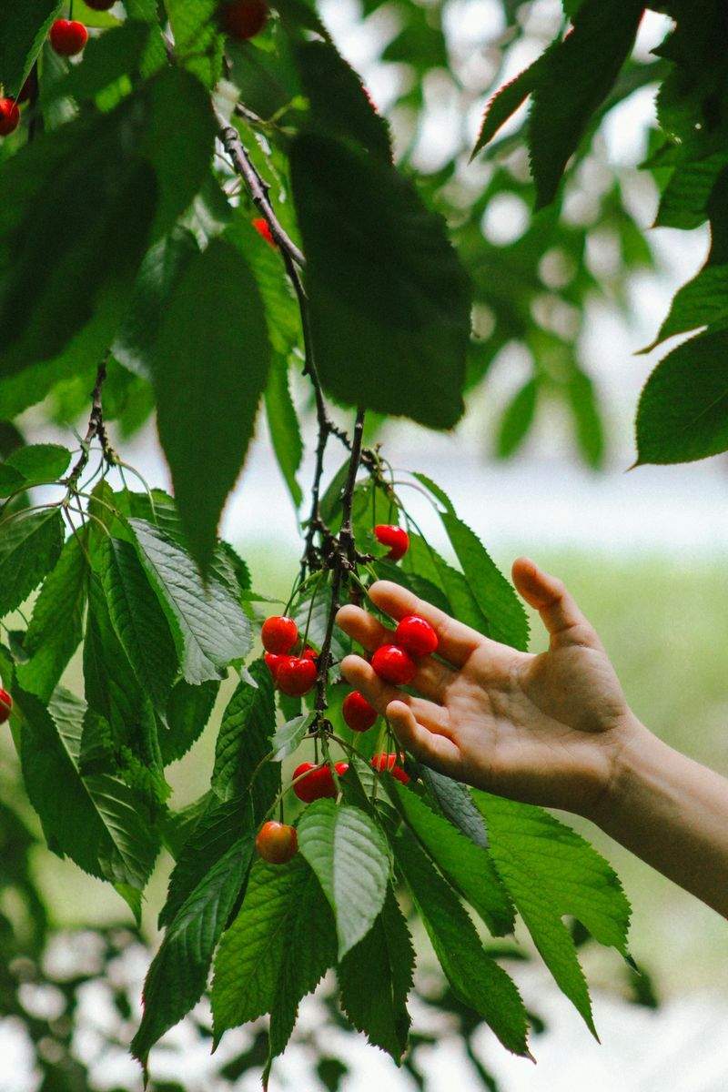 Stanfimpurgexli 12